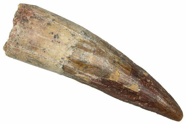 Fossil Spinosaurus Tooth - Real Dinosaur Tooth #373772